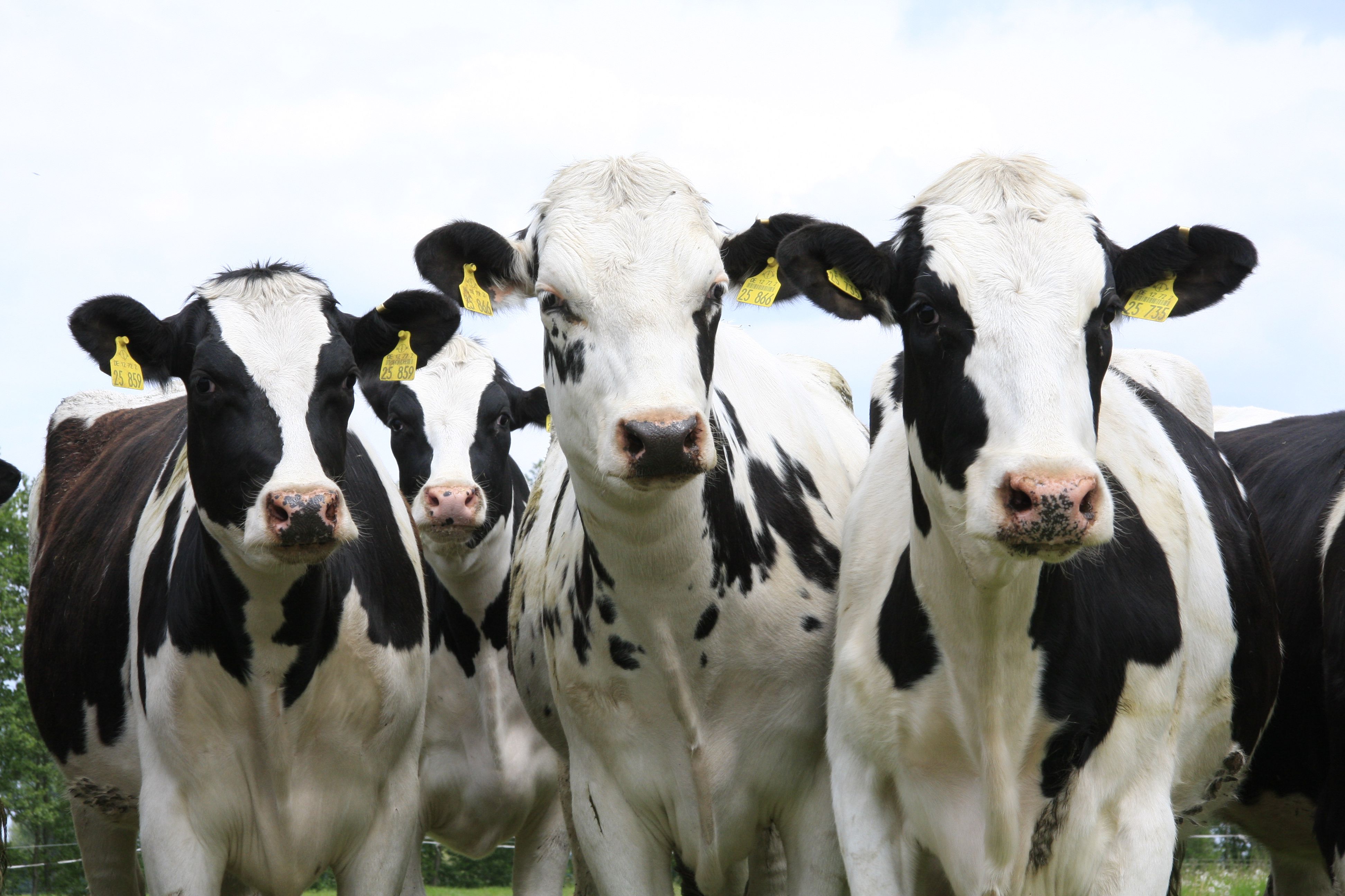 Odoo-Bild- und -Textbaustein