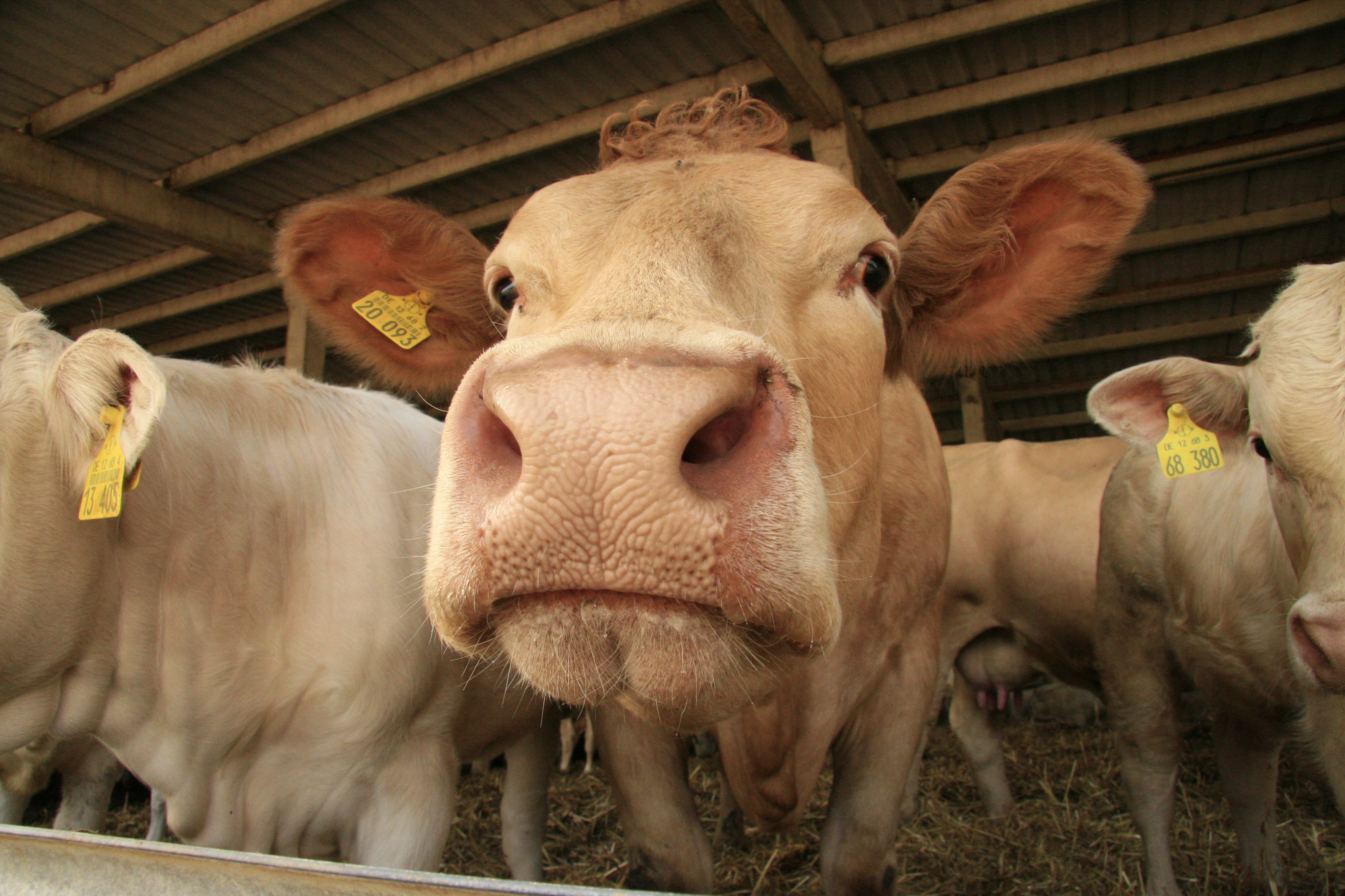 Odoo-Bild- und -Textbaustein