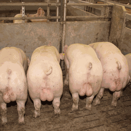 Odoo-Bild- und -Textbaustein