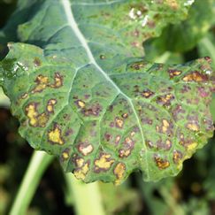 Odoo-Bild- und -Textbaustein